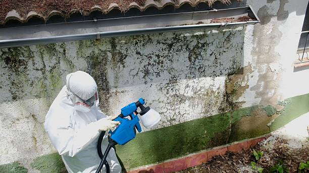 Top rated local Mold Remediation specialists in Bartlett, TN
